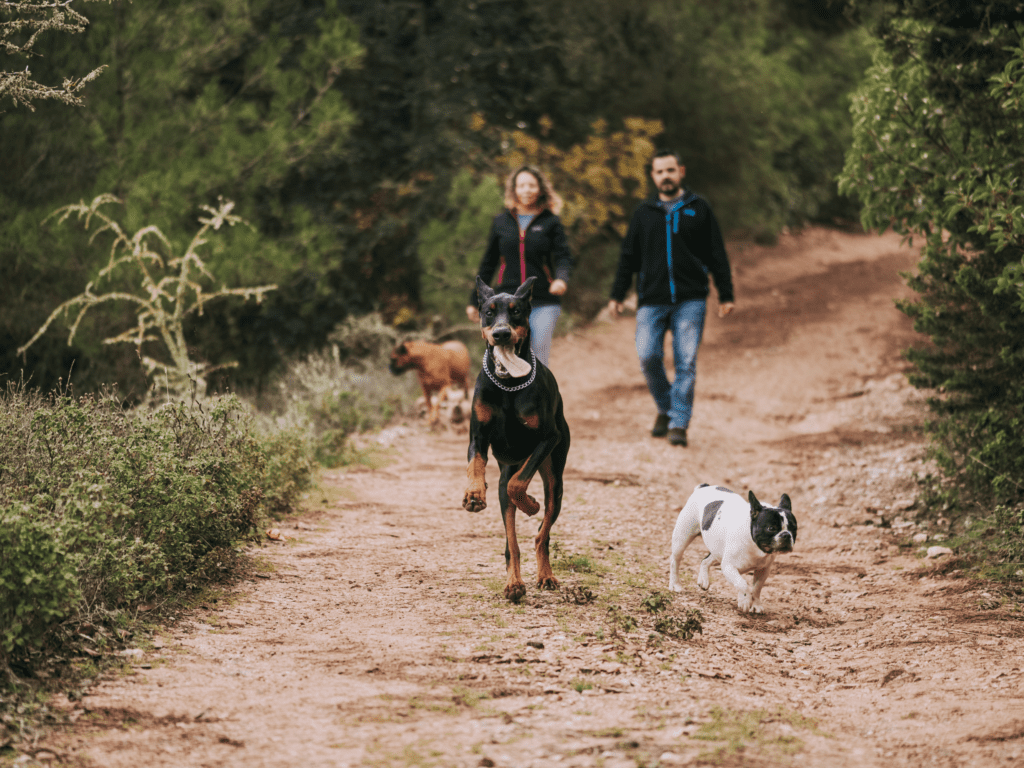 3 Family dogs walk along a trail with their humans