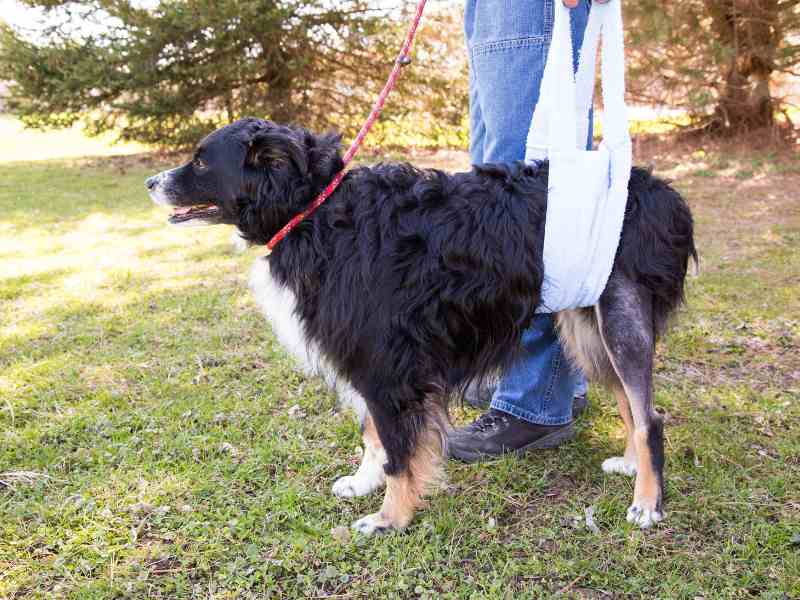 A Bernese Mountain Dog is in a sling for back legs due to CCL injury