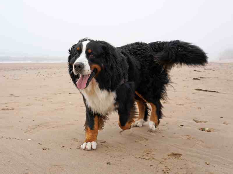 A Bernese Mountain Dog runs on the beach because of the anti-inflammatory diets for dogs good effects