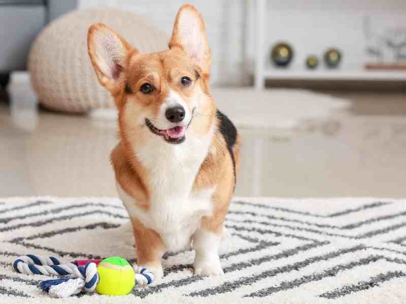 A Corgi sits in a mobility-friendly dog home with a toy