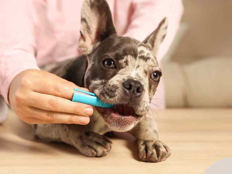 Photo: A French Bulldog is getting his teeth brushed by his human.