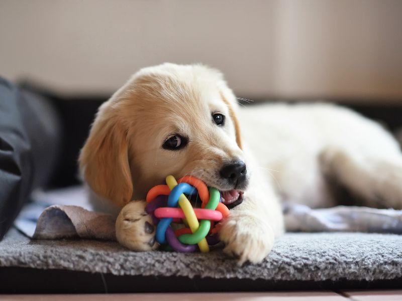 A Golden Retriever Puppy chews on a toy to keep its teeth clean