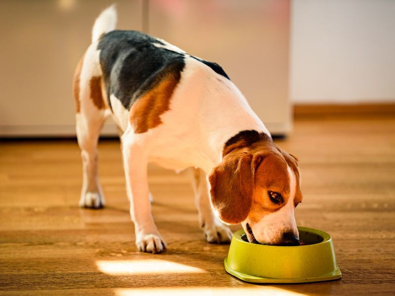 A beagle happily eats his bowl of kibble