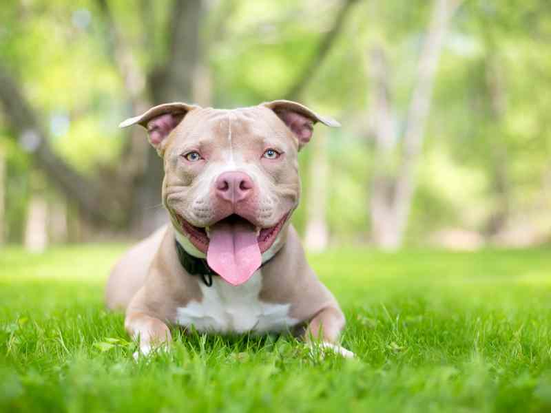 A beautiful light brown and white pitbull smiles happily in a field