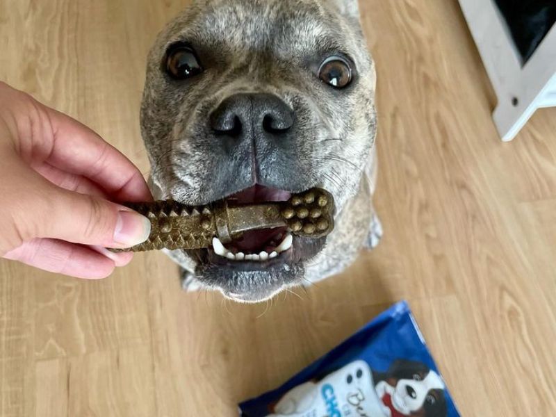 A brindle dog eats Bernies Charming Chompers to keep oral gut health going strong