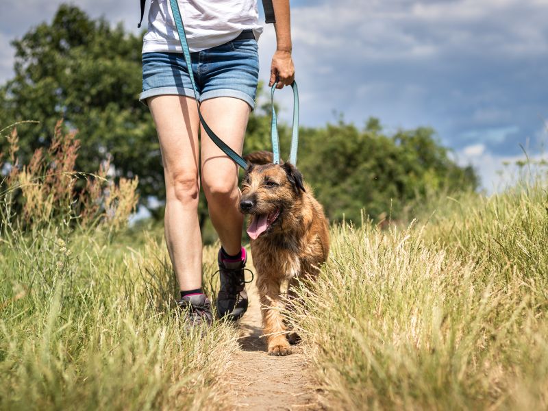 A dog enjoys a walk with its owner because of good joint health