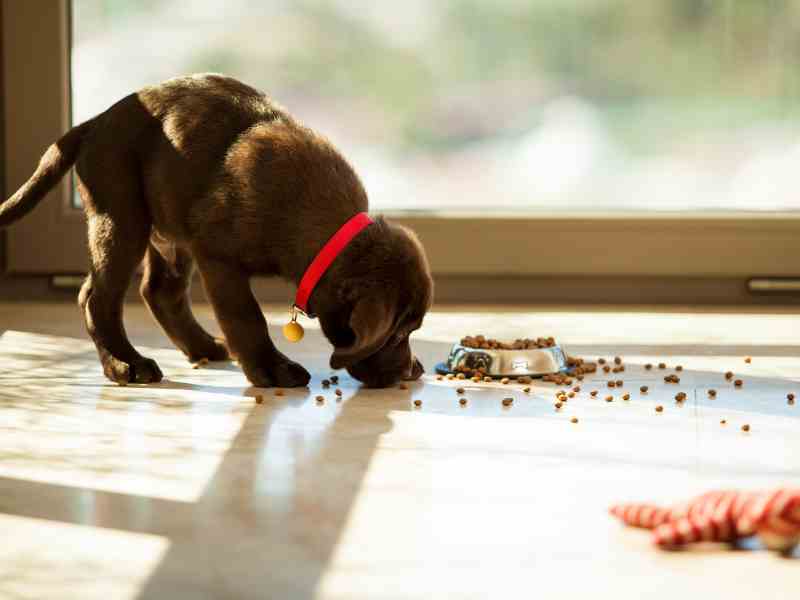 A chocolate lab puppy eats dog food from the floor and his bowl