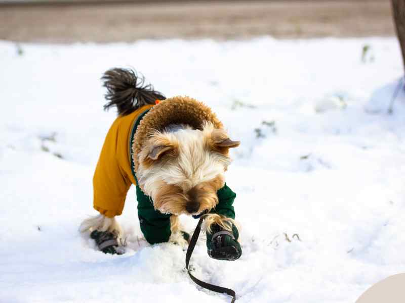 A cute Yorkie dog struggles with joint pain in cold weather as he walks in the snow