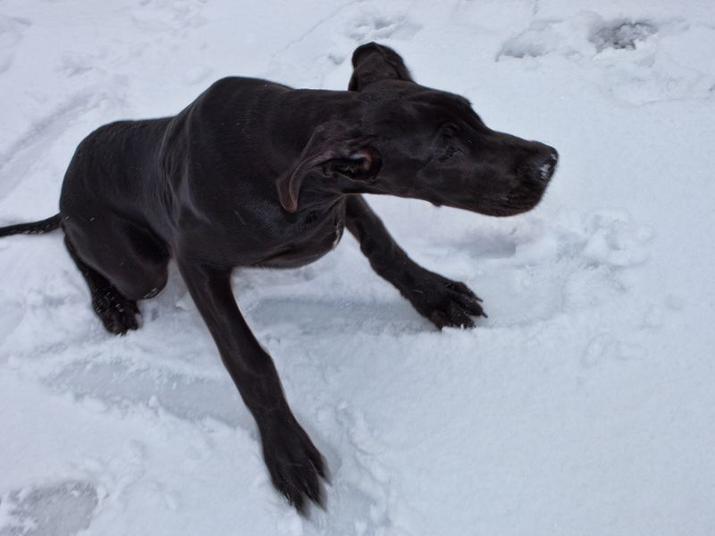 A dog can slip in snow and ice so be careful