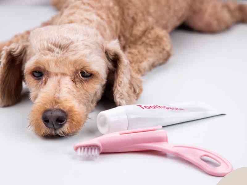 Photo: A dog looks sad at a toothbrush and enzymatic toothpaste for dogs.