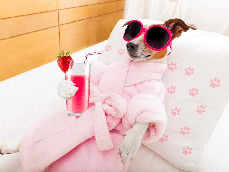 A dog enjoys a probiotic smoothie on a doggy bed
