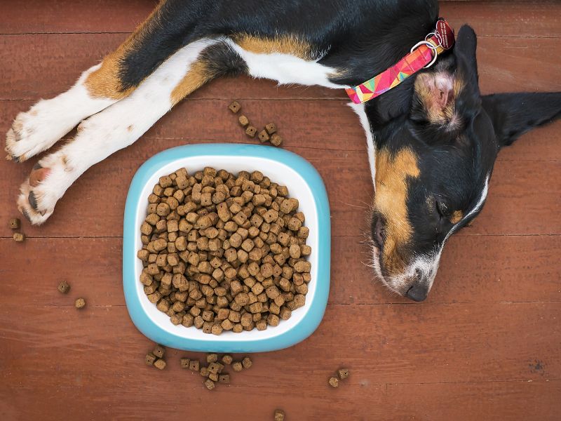 A dog suffering poor gut health lays by its food bowl.