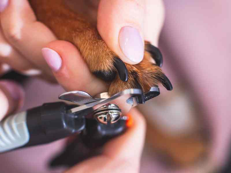 Photo: A dog is getting its nails trimmed with clippers.
