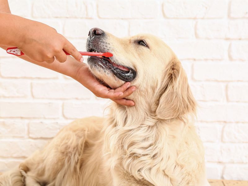 A dog parent brushes a golden retrievers teeth