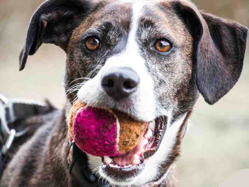 Photo: A dog plays fetch as part if its exercise routine.