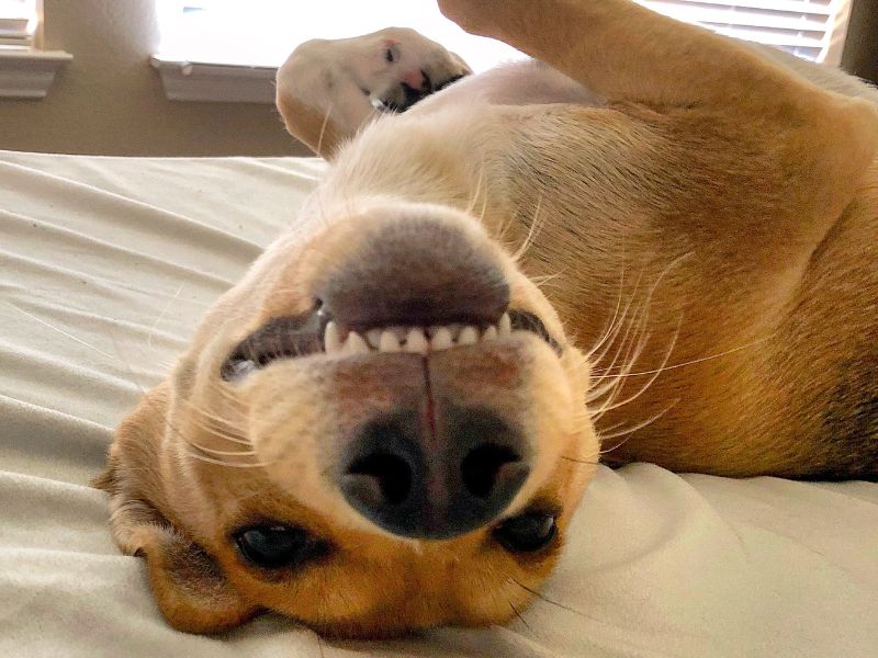 A dog smiles as he lays upside down on his bed