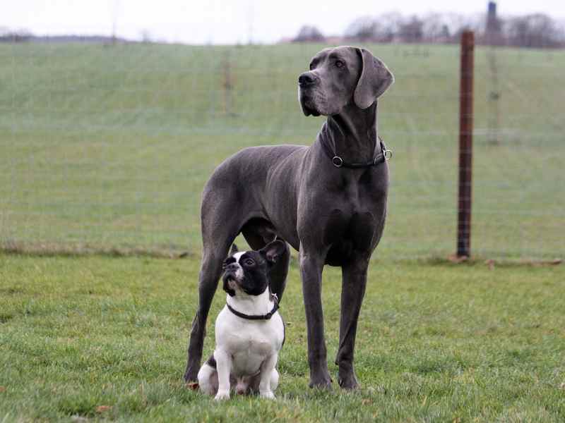 A french bulldog and a Great Dane hang out in a field