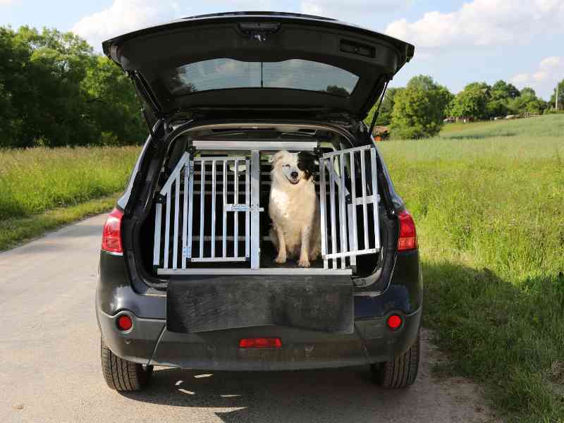 A gate in the back of the car when travel with your dog keeps this border collie safe
