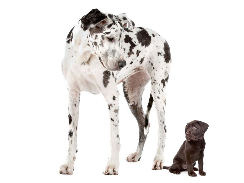 A giant dalmation and a labrador retriever puppy look at each other