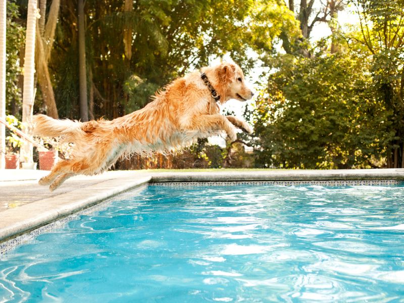 A golden retriever swimming is good exercise for joint health