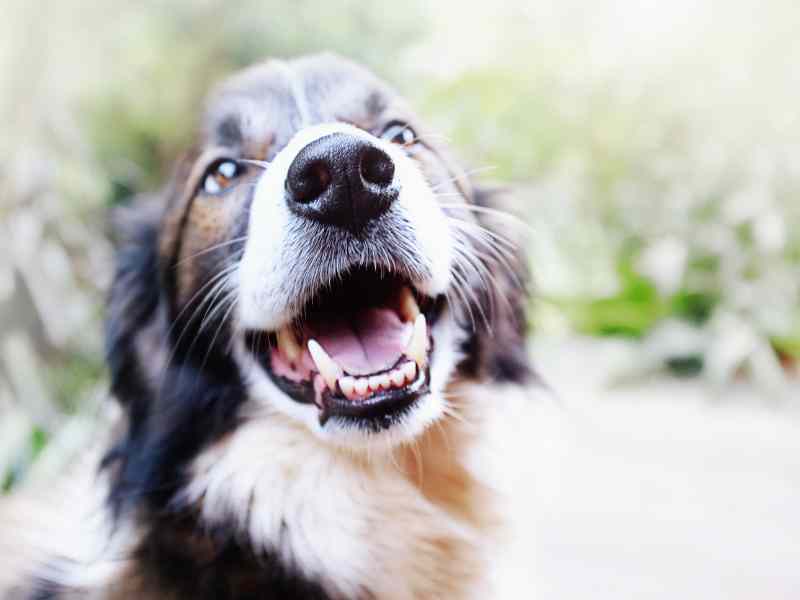Photo: A happy dog has a healthy mind and gut.