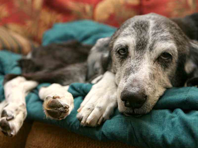 A little old mixed dog is grey but has good gut health for senior dogs