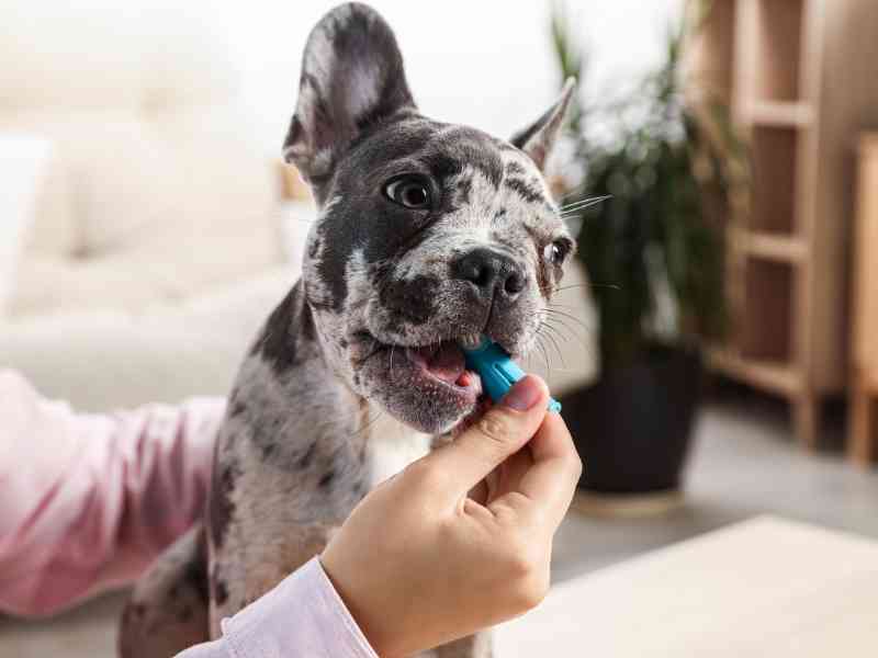 Photo: A man brushes a french bulldogs teeth with an enzymatic toothpaste for dogs.