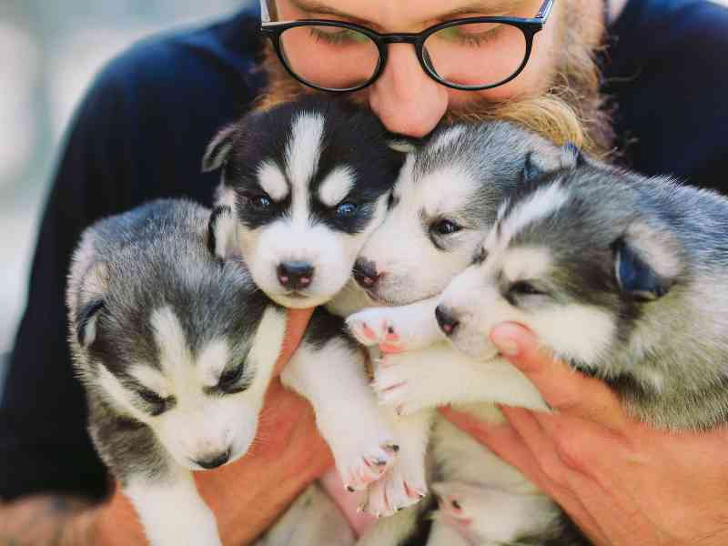 A man with a beard holds a bunch of adorable husky puppies