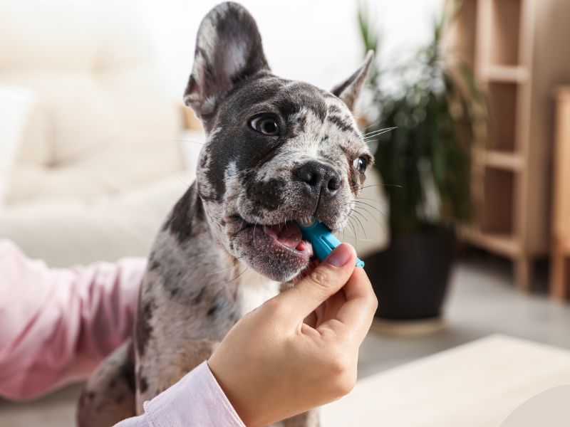 A marbled french bulldog gets his teeth brushed by his owner