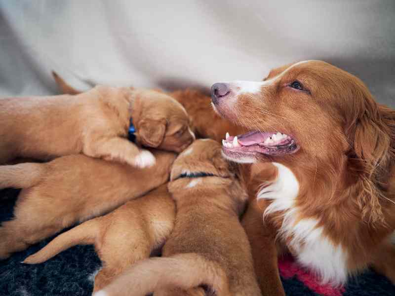 Photo: A Collie laying down as four puppies nurse.