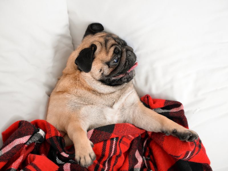 A pug lays on a warm bed cozy under a blanket