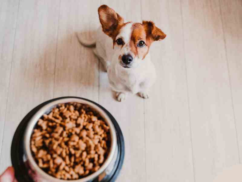 A puppy gets ready to eat a bowl of dry puppy kibble