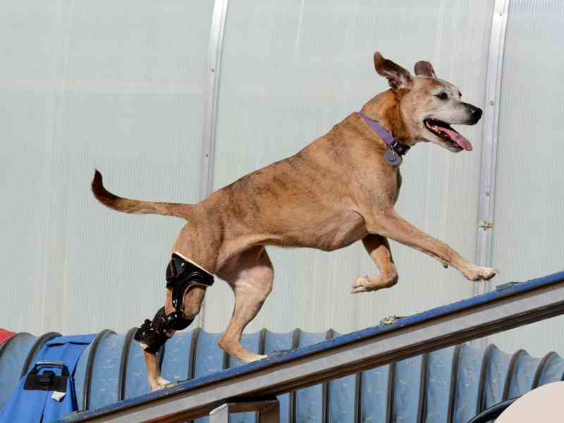 A senior dog wears a brace as it goes up a ramp because of a dog ACL injury