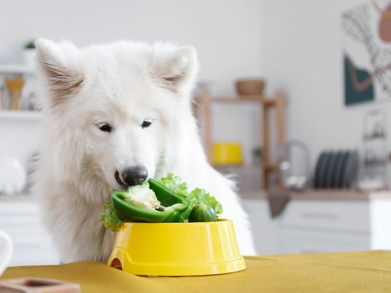 A spitz dog eats a bowl of green peppers