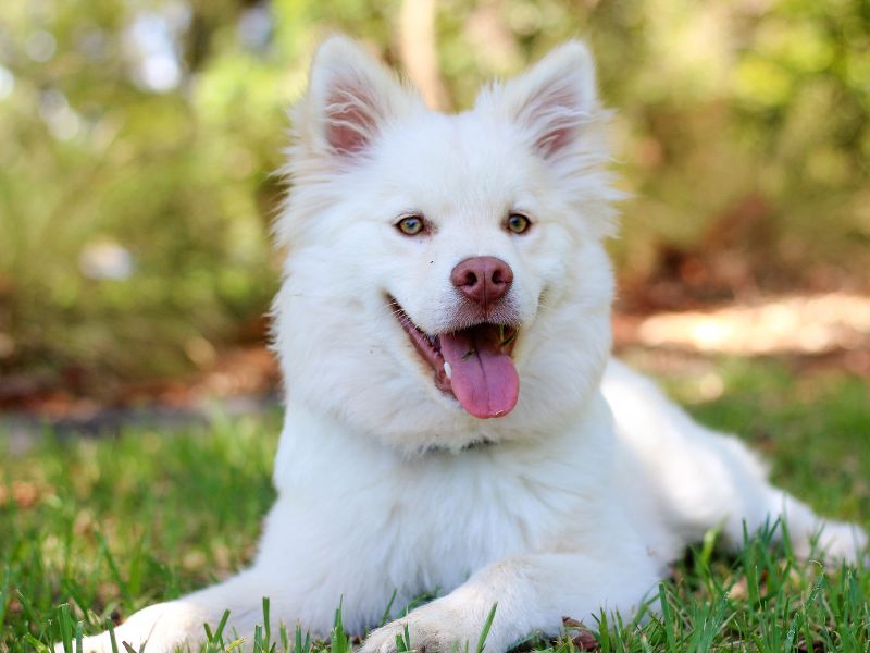 A spitz dog with blue eyes looks super happy in the grass