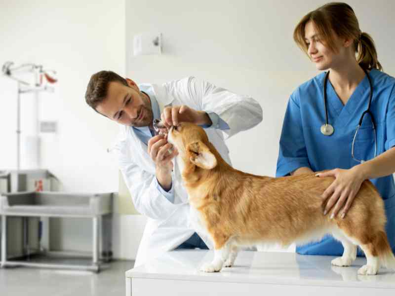 A vet and an aide check the mouth and teeth of a corgi