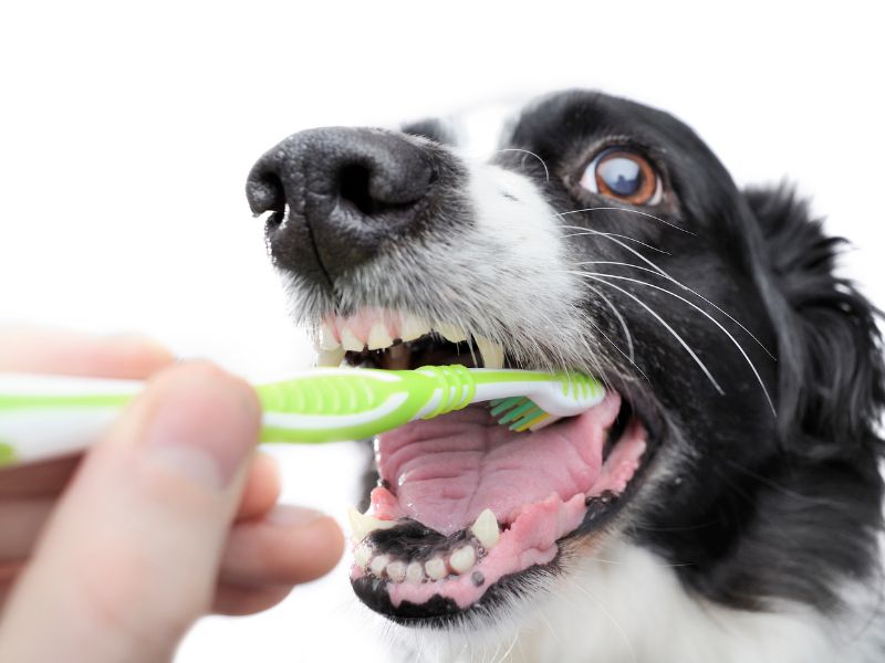 A vet brushes a cocker spaniels tongue