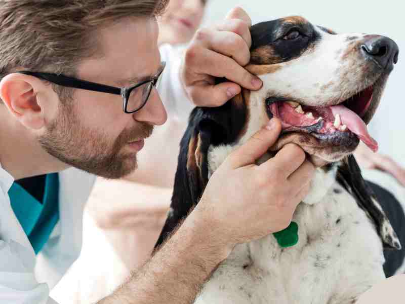Photo: A vet checks out a dog's mouth for a diabetes connection.
