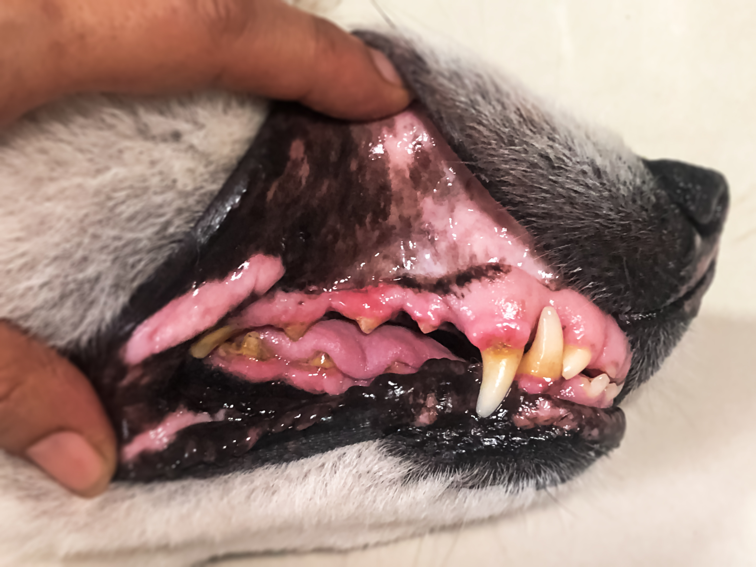 A vet looks at the moderate stage of gum disease in dogs mouth
