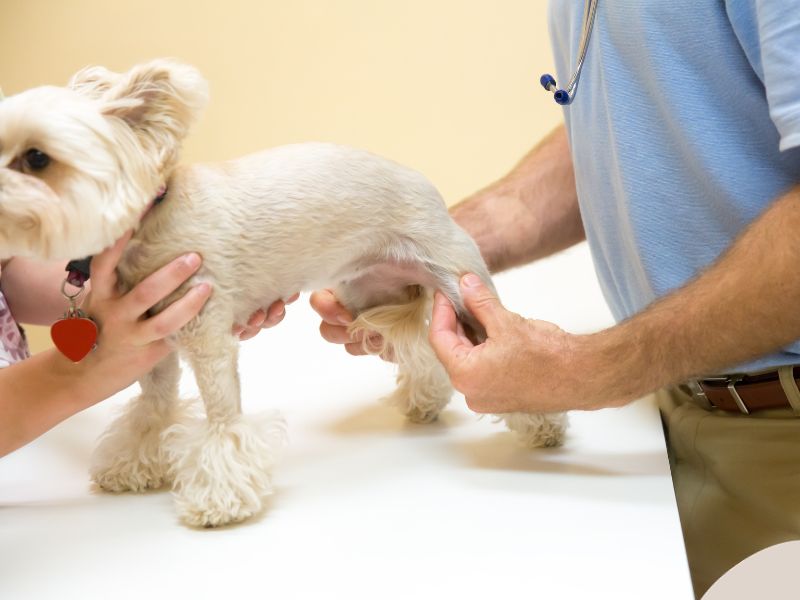 A veterinarian checks a schnauzer for joint health issues