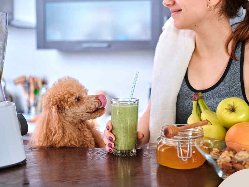 Photo: A woman created a probiotic smoothie for her dog.