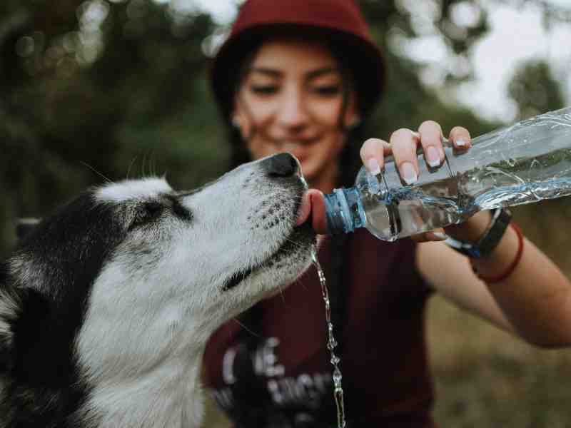 Photo: A woman gives her Husky water because hydration is important for dog mobility.