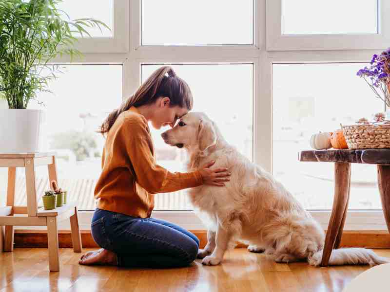 Building A Mobility Friendly Environment For Your Dog At Home