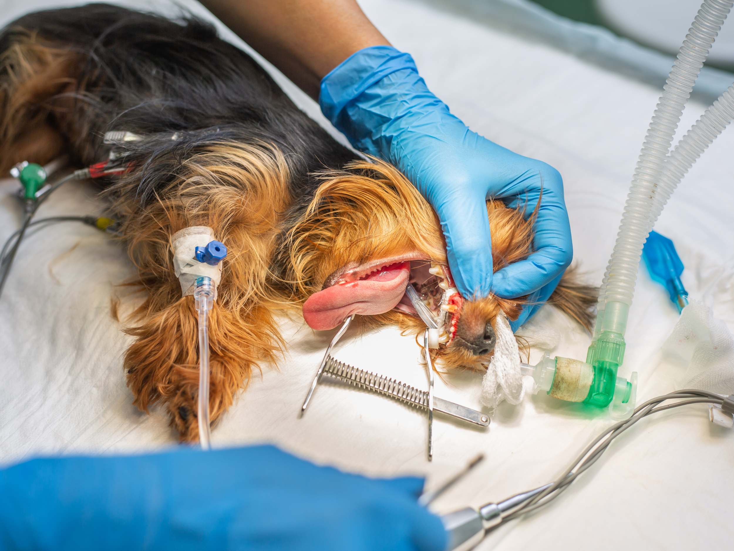 A yorkie has to have surgery for advanced gum disease in dogs
