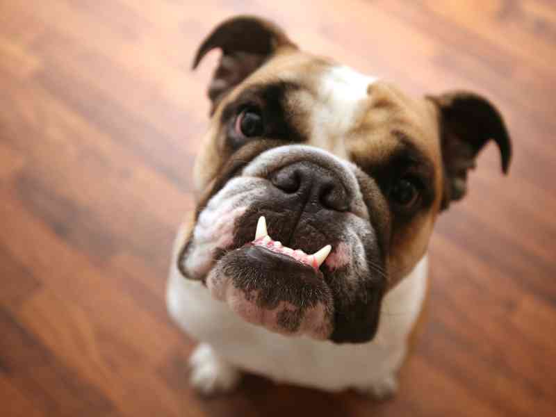 An English Bulldog with an underbite sits waiting to choose the best dental chews for dogs