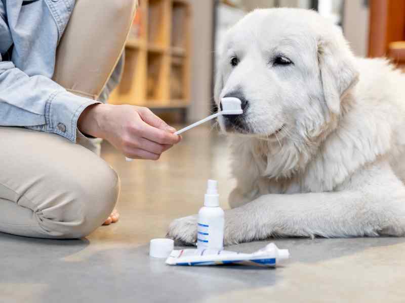 An English Cream Golden Retriever is about to get his teeth brushed