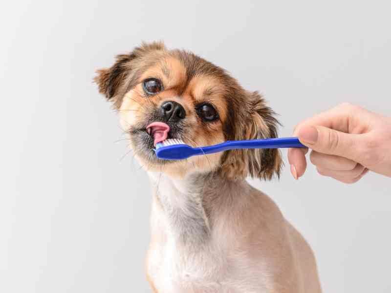 An adorable puppy has a toothbrush in his mouth to promote good oral health in dogs