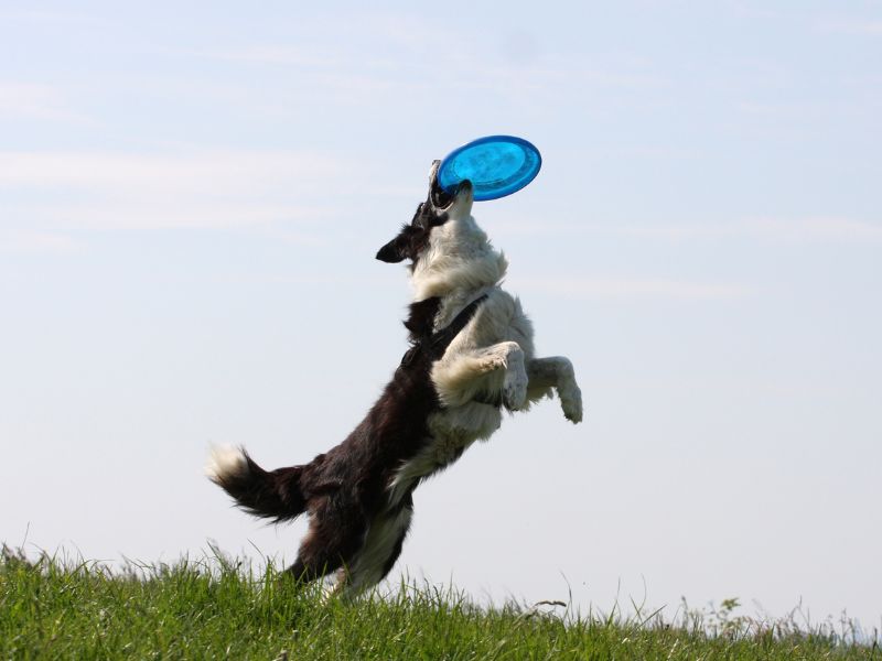 An australian shepherd jumps and catches a blue frisbee