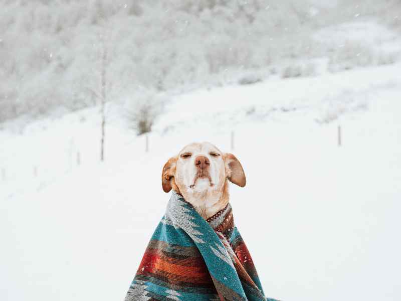 An old dog sits under a blanket in the cold warming his joints