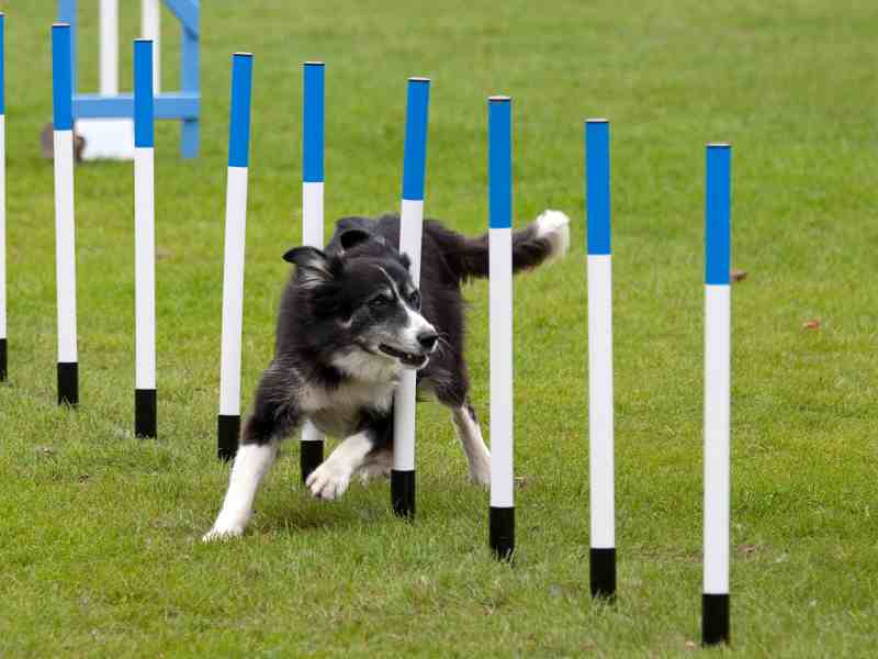 An older border collie enjoys some agility training